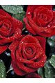 Алмазная мозаика на подрамнике «Красные розы» 80x60 см