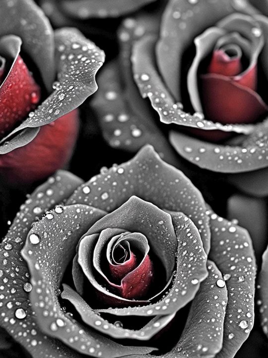 Алмазная мозаика без подрамника «Черные розы» 35x25 см