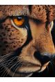 Алмазная мозаика без подрамника «Взгляд гепарда» 60x45 см