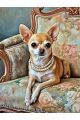 Алмазная мозаика без подрамника «Чихуахуа» 35x25 см