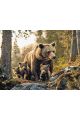 Картина по номерам без подрамника «Медведица» 80x60 см