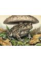 Алмазная мозаика без подрамника «Лесной покой» 40x30 см