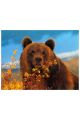 Алмазная мозаика на подрамнике «Хмурый медведь» 