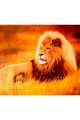 Картина по номерам «Царь зверей» 