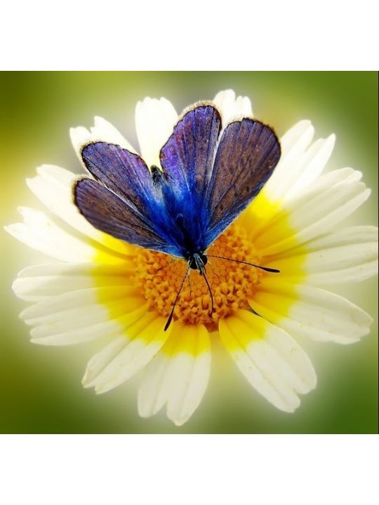 Алмазная мозаика «Бабочка на ромашке» 