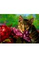 Алмазная мозаика на подрамнике «Кошка и цветы» 