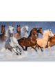 Картина по номерам на подрамнике «Дикие лошади в снегу» холст, 50 x 40 см