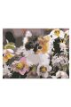 Картина по номерам на подрамнике «Котёнок в цветах» холст, 40 x 30 см