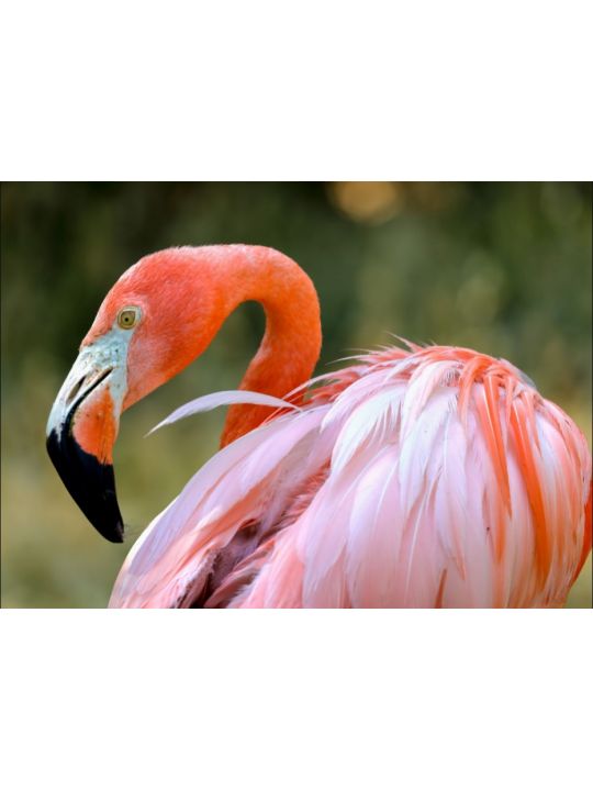 Картина по номерам на подрамнике «Яркий фламинго» холст, 40 x 30 см