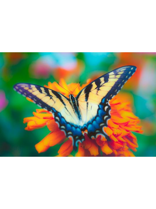 Картина по номерам на подрамнике «Бабочка на цветке» холст, 40 x 30 см