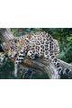 Картина по номерам на подрамнике «Леопард на дереве» холст, 40 x 30 см