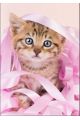 Картина по номерам на подрамнике «Котёнок в лентах» холст, 40 x 30 см