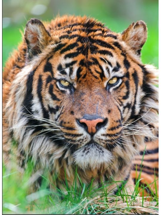 Картина по номерам на подрамнике «Тигр» холст, 40 x 30 см