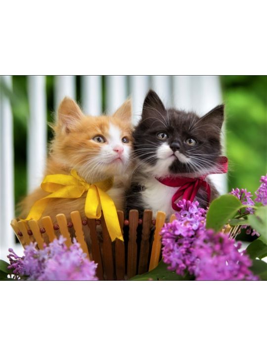 Картина по номерам на подрамнике «Милые котята в бантиках» холст, 50 x 40 см