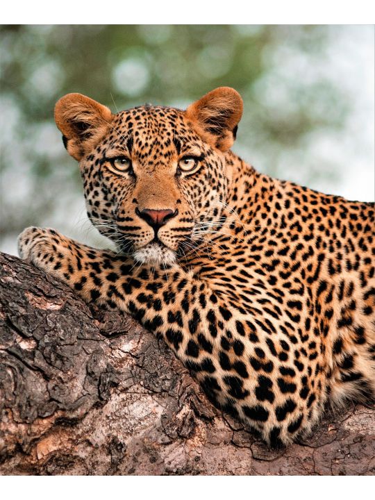 Картина по номерам на подрамнике «Настороженный леопард» холст, 50 x 40 см