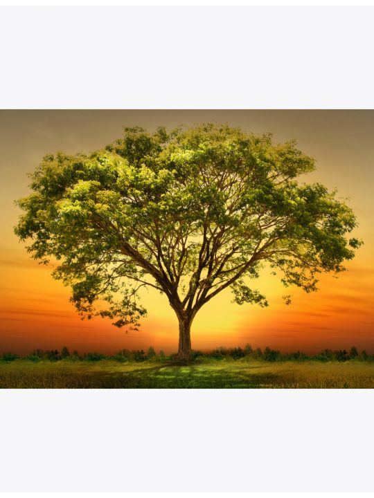 Алмазная мозаика без подрамника «Дерево в Лучах Заката» 50x40 см, 29 цветов