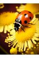 Алмазная мозаика на подрамнике «Жучок на цветке» 40x30 см, 50 цветов