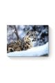 Картина интерьерная на подрамнике «Снежный барс» холст 40 x 30 см