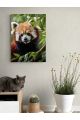 Картина интерьерная на подрамнике «Красная панда» холст 40 x 30 см