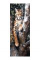Алмазная мозаика без подрамника «Кошки и собаки» 100x35 см, 50 цветов