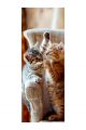 Алмазная мозаика без подрамника «Коты и собаки» 100x35 см